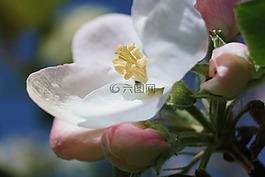 苹果花,春天的花朵,树