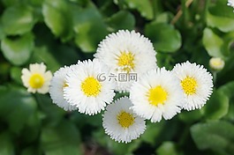 黛西,黃色,黃色花