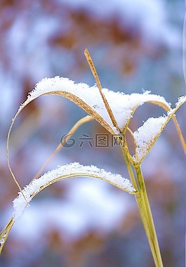 草,雪,干
