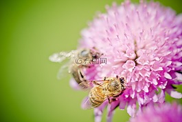 蜜蜂,開花,花粉