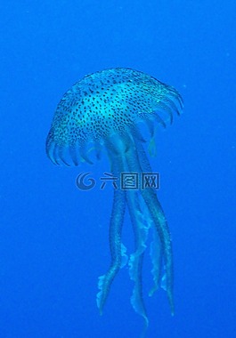 水母,馬耳他,地中海