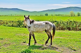 白,馬匹,動物