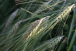 麦田,narur,种子