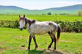 白,馬匹,動物