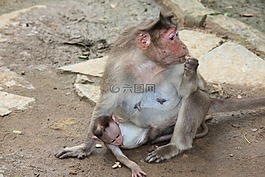 猴子,母親,嬰兒