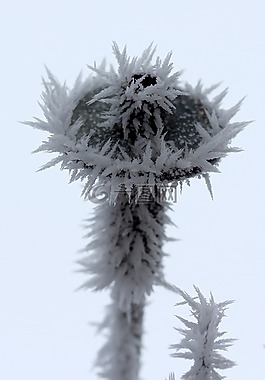 花卉,凍結(jié),霜