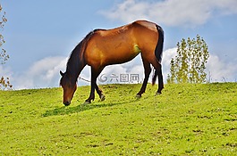 馬匹,動物,哺乳動物