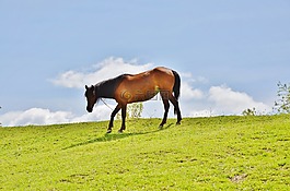 馬匹,動物,哺乳動物