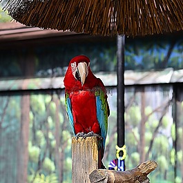鸚鵡,動(dòng)物園,鳥