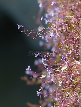 扬琴草本,开花,蓝色