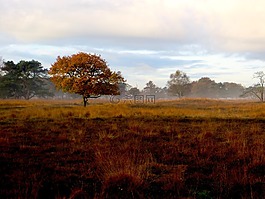 delleboersterheide,秋季,霧