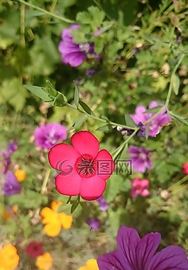 豐富多彩,夏季,花多