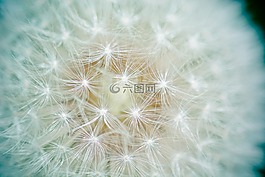蒲公英,種子,獅子的數(shù)量