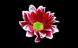 margriet,花卉,背景