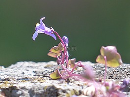 扬琴草本,开花,蓝色