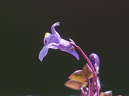 扬琴草本,开花,蓝色