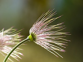 pasque 花,褪色,白头翁
