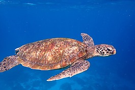 龜,海洋生命,海洋