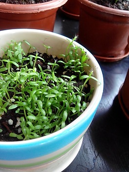 植物,樹苗,成長最初