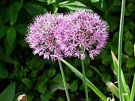 觀賞蔥,花,春天的花朵