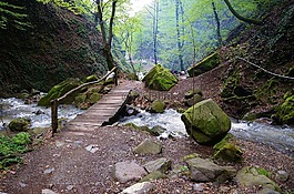 森林,水,步驟