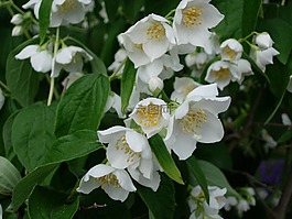茉莉,布什,開花