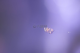 蜘蛛,小蜘蛛,關(guān)閉