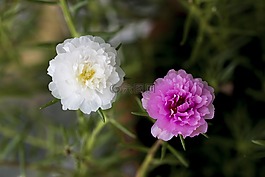 自然,花,植物區(qū)系