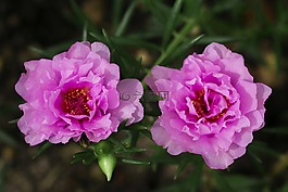 花,自然,植物區(qū)系
