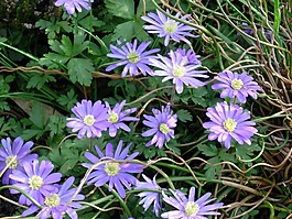 海葵,紫,春天的花朵