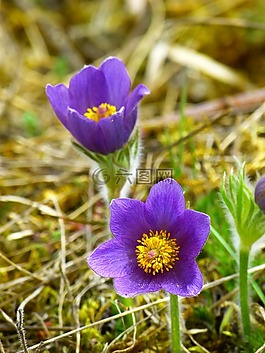 pasque 花,开花,花