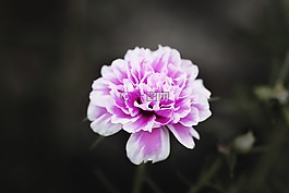 花,自然,植物區(qū)系