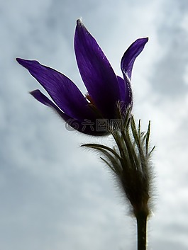 pasque 花,開花,花