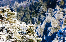 雪景,松樹(shù),紋理