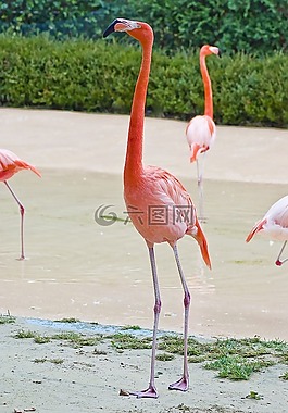 火烈鳥(niǎo),動(dòng)物園,公園