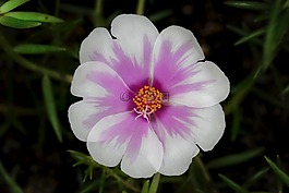 自然,花,植物區(qū)系