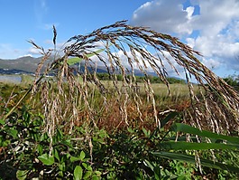 reed耳,科西嘉島,古de la。