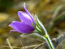 pasque 花,开花,花