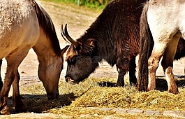 牛,牛肉,馬