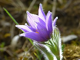 pasque 花,開花,花