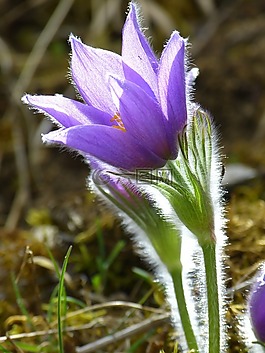 pasque 花,开花,花
