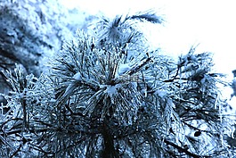 雪景,松樹(shù),紋理