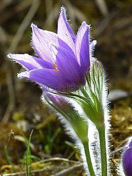 pasque 花,开花,花