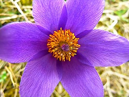pasque 花,开花,花