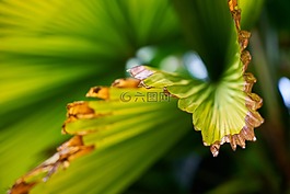 葉子,綠色,手掌