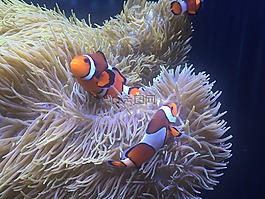 水族館,小丑魚,銀蓮花