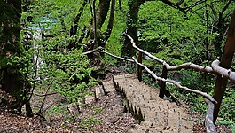 森林,水,步驟