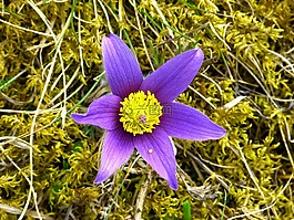 pasque 花,开花,花