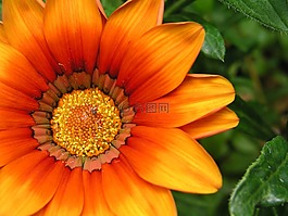 花,植物區(qū)系,自然