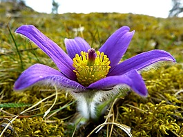 pasque 花,開花,花